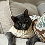 Loki is registered to the contest to win money with this photo: cat, gray_cat, knitted_sweater, couch, cushion, indoor, pet, cozy, relaxed, feline, green_eyes, soft_texture, warm_lighting, close_up, comfort, home, resting, portrait, animal, cute