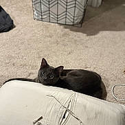 Loki is registered to the contest to win money with this photo: cat, gray_cat, indoor, carpet, cushion, laundry_basket, pet, animal, feline, curious, resting, floor, household, cozy, domestic, looking, ears, whiskers, tail, home