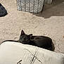 cat, gray_cat, indoor, carpet, cushion, laundry_basket, pet, animal, feline, curious, resting, floor, household, cozy, domestic, looking, ears, whiskers, tail, home