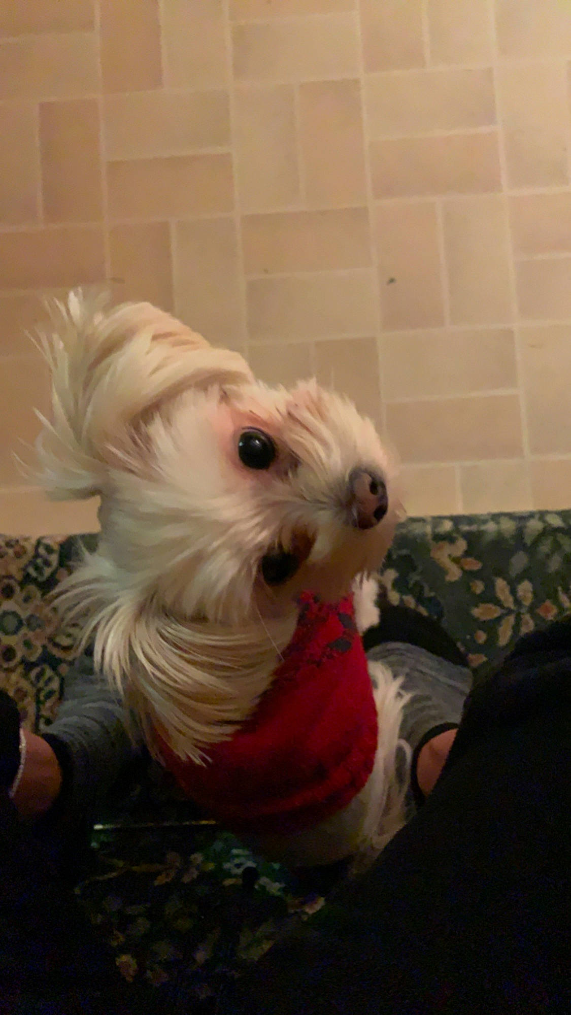 Beemo is registered to the contest to win money with this photo: bichon, canidae, carnivore, companion_dog, coton_de_tulear, dog, dog_breed, havanese, maltese, morkie, non_sporting_group, puppy, rare_breed_dog, shih_tzu, toy_dog