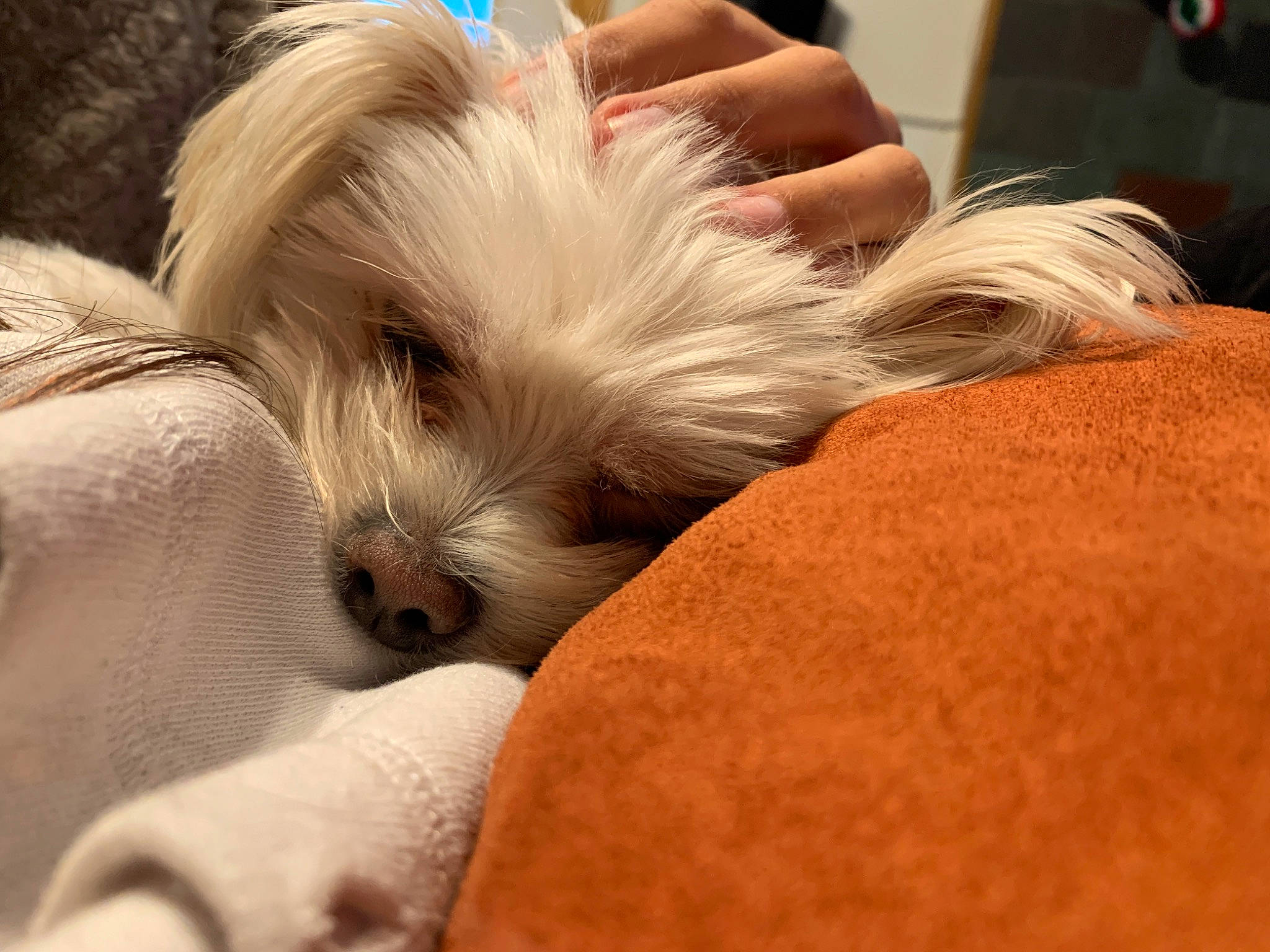 Beemo joined the competition — help win amazing prizes! canidae, carnivore, chinese_crested_dog, companion_dog, dog, dog_breed, havanese, head, interaction, lowchen, maltepoo, maltese, mammal, nap, non_sporting_group, puppy, puppy_love, shih_tzu, tibetan_terrier, toy_dog