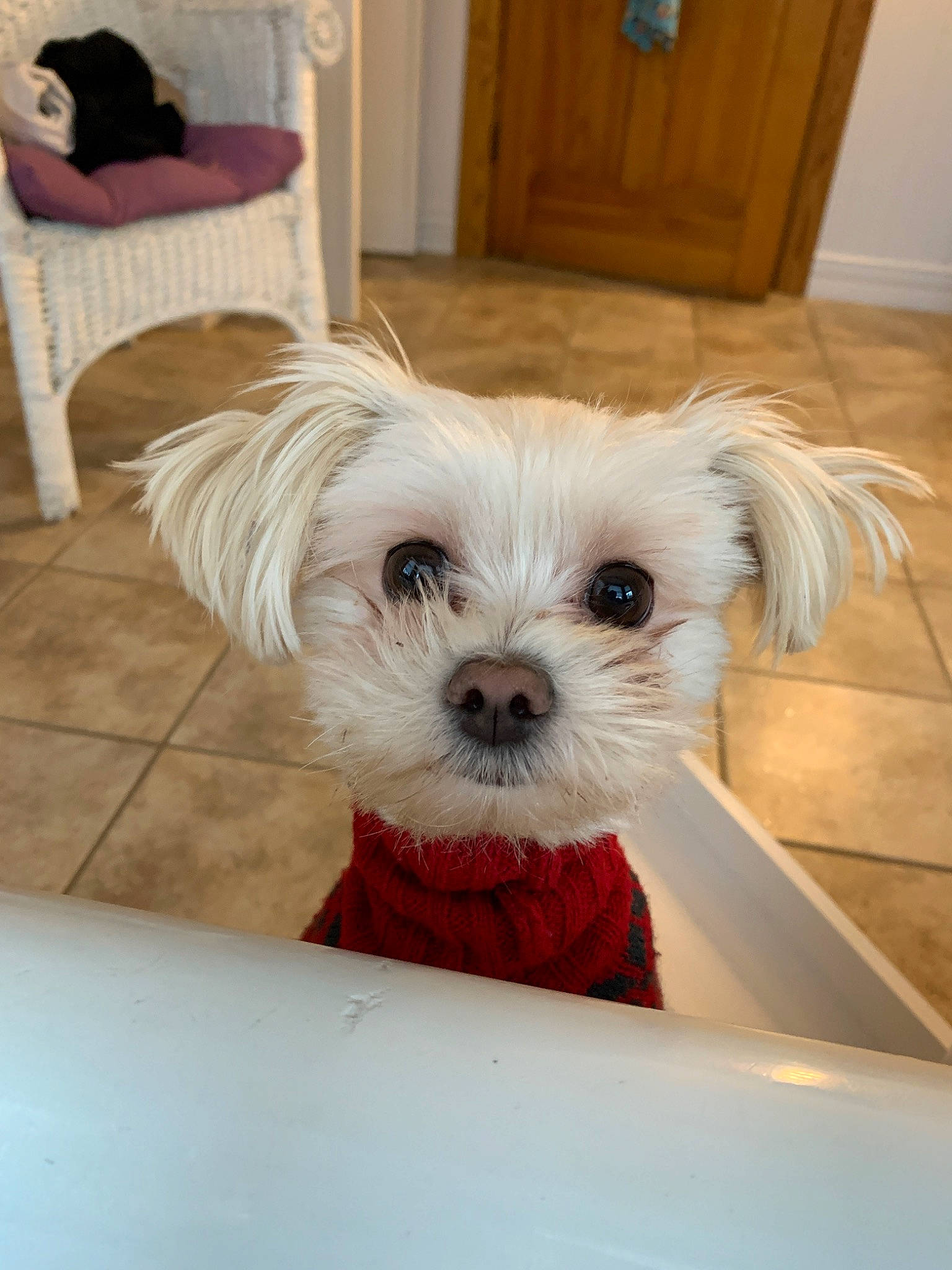 Beemo joined the competition — help win amazing prizes! bichon, canidae, carnivore, chinese_imperial_dog, companion_dog, dog, dog_breed, havanese, kyi_leo, mal_shi, maltepoo, maltese, mammal, morkie, puppy, schnoodle, shih_tzu, snout, toy_dog, vertebrate