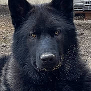 Yro a rejoint le concours — aidez-le/la à gagner de superbes lots ! dog, black_dog, animal, pet, outdoor, fur, ears, face, snout, eyes, canine, muzzle, portrait, looking_at_camera, close_up, fluffy, nature, domestic_animal, alert, ground