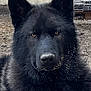 dog, black_dog, animal, pet, outdoor, fur, ears, face, snout, eyes, canine, muzzle, portrait, looking_at_camera, close_up, fluffy, nature, domestic_animal, alert, ground