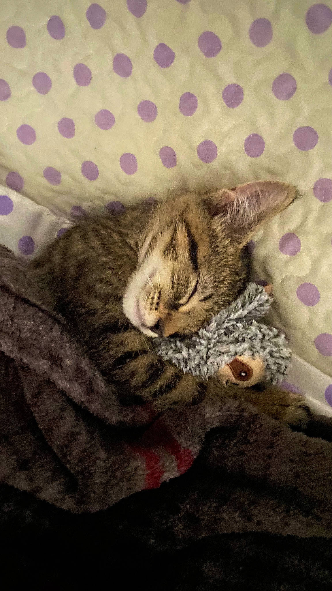 Tobiah is registered to the contest to win money with this photo: carnivore, cat, claw, comfort, domestic_short_haired_cat, felidae, fur, grey, linens, nap, pattern, paw, sleep, small_to_medium_sized_cats, snout, tail, terrestrial_animal, textile, whiskers, wildlife