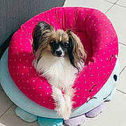 Upsy participe au concours pour gagner de l'argent avec cette photo : animal, canine, colorful, comfortable, cozy, cute, dog, domestic_animal, ears, floor_tile, fluffy, fur, indoor, looking_at_camera, paws, pet_bed, polka_dot, relaxed, resting, small_dog