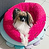 dog, pet_bed, indoor, polka_dot, fluffy, small_dog, canine, resting, cute, cozy, relaxed, floor_tile, colorful, animal, fur, ears, paws, looking_at_camera, domestic_animal, comfortable