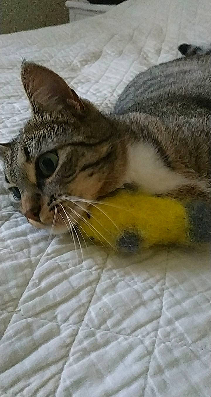 Moon a rejoint le concours — aidez-le/la à gagner de superbes lots ! aegean_cat, asian, australian_mist, carnivore, cat, domestic_short_haired_cat, dragon_li, european_shorthair, felidae, kitten, nap, pixie_bob, singapura, small_to_medium_sized_cats, snout, tabby_cat, whiskers