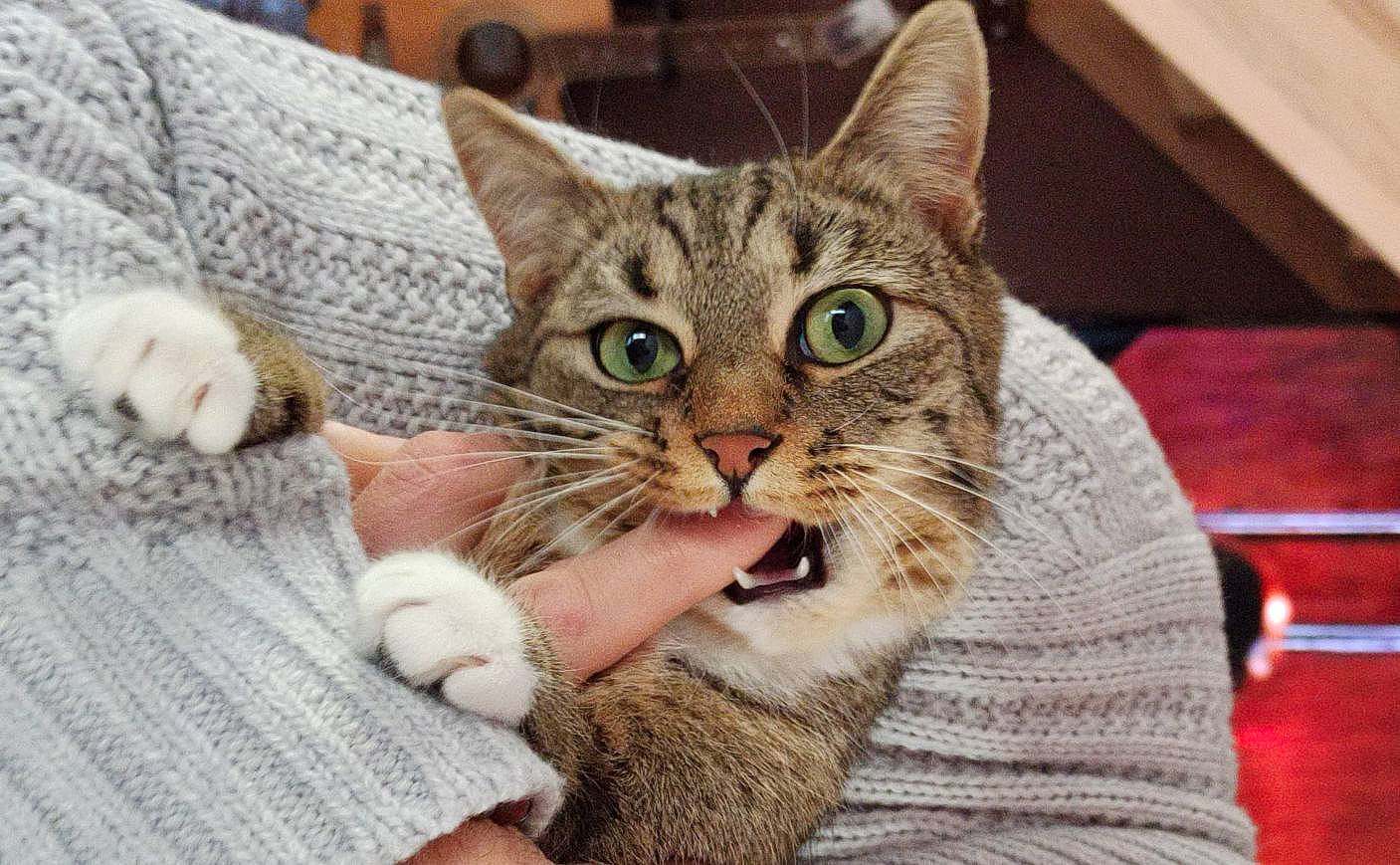 Moon a rejoint le concours — aidez-le/la à gagner de superbes lots ! aegean_cat, american_shorthair, american_wirehair, asian, australian_mist, california_spangled, carnivore, cat, domestic_short_haired_cat, dragon_li, european_shorthair, felidae, kitten, mammal, ocicat, pixie_bob, polydactyl_cat, small_to_medium_sized_cats, tabby_cat, whiskers