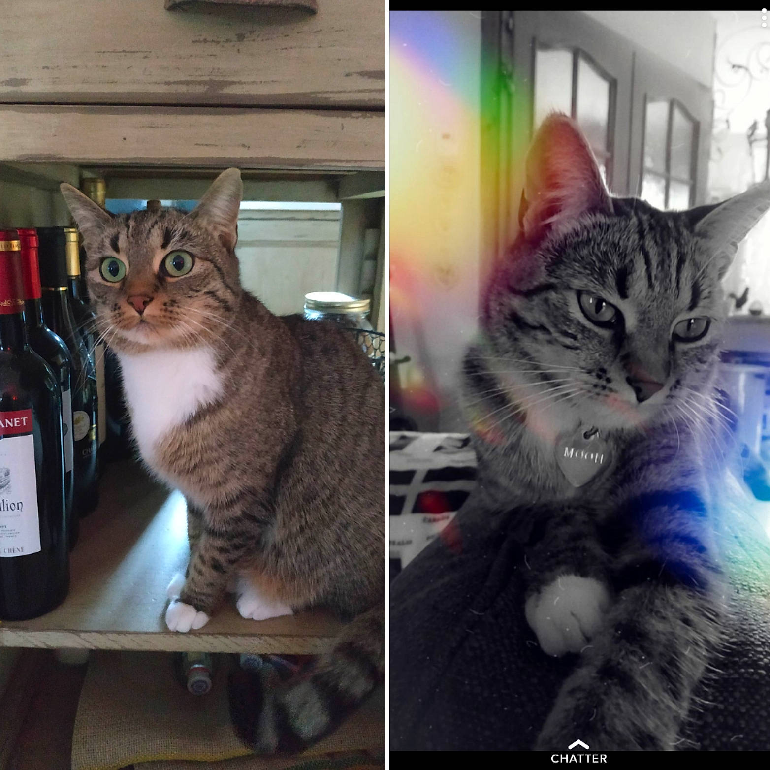 Moon participe au concours pour gagner de l'argent avec cette photo : aegean_cat, american_shorthair, american_wirehair, asian, california_spangled, carnivore, cat, domestic_short_haired_cat, dragon_li, european_shorthair, felidae, kitten, mammal, photo_caption, photography, sky, small_to_medium_sized_cats, snapshot, tabby_cat, whiskers