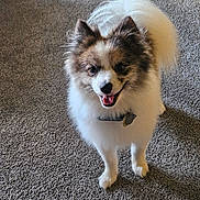 T-Rex joined the competition — help win amazing prizes! animal, canine, carpet, collar, companion, cute, dog, domestic_animal, fluffy, friendly, fur, happy, indoor, looking_at_camera, pet, playful, small_dog, smiling, standing, tongue_out