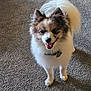 animal, canine, carpet, collar, companion, cute, dog, domestic_animal, fluffy, friendly, fur, happy, indoor, looking_at_camera, pet, playful, small_dog, smiling, standing, tongue_out