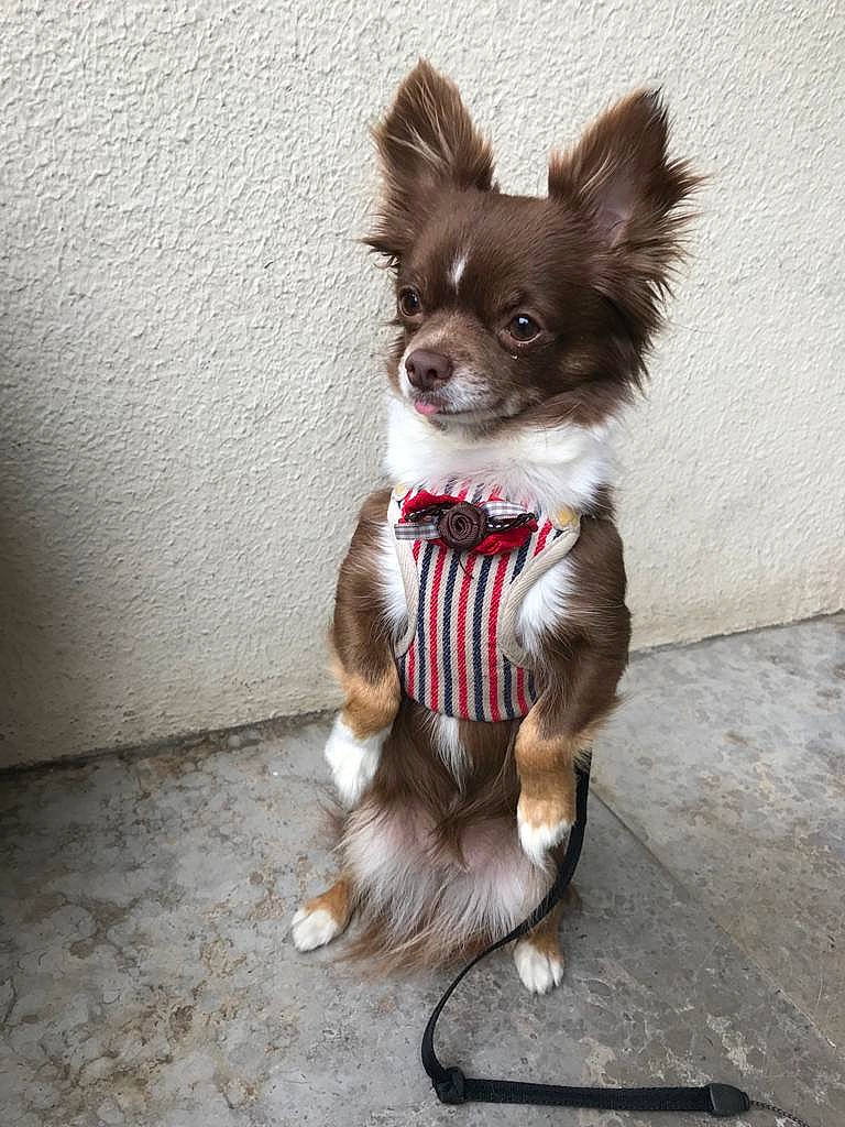 Simone participe au concours pour gagner de l'argent avec cette photo : canidae, carnivore, chihuahua, companion_dog, costume, dog, dog_breed, dog_clothes, dog_supply, fawn, fur, liver, papillon, russkiy_toy, snout, sporting_group, tail, toy_dog, whiskers, working_animal