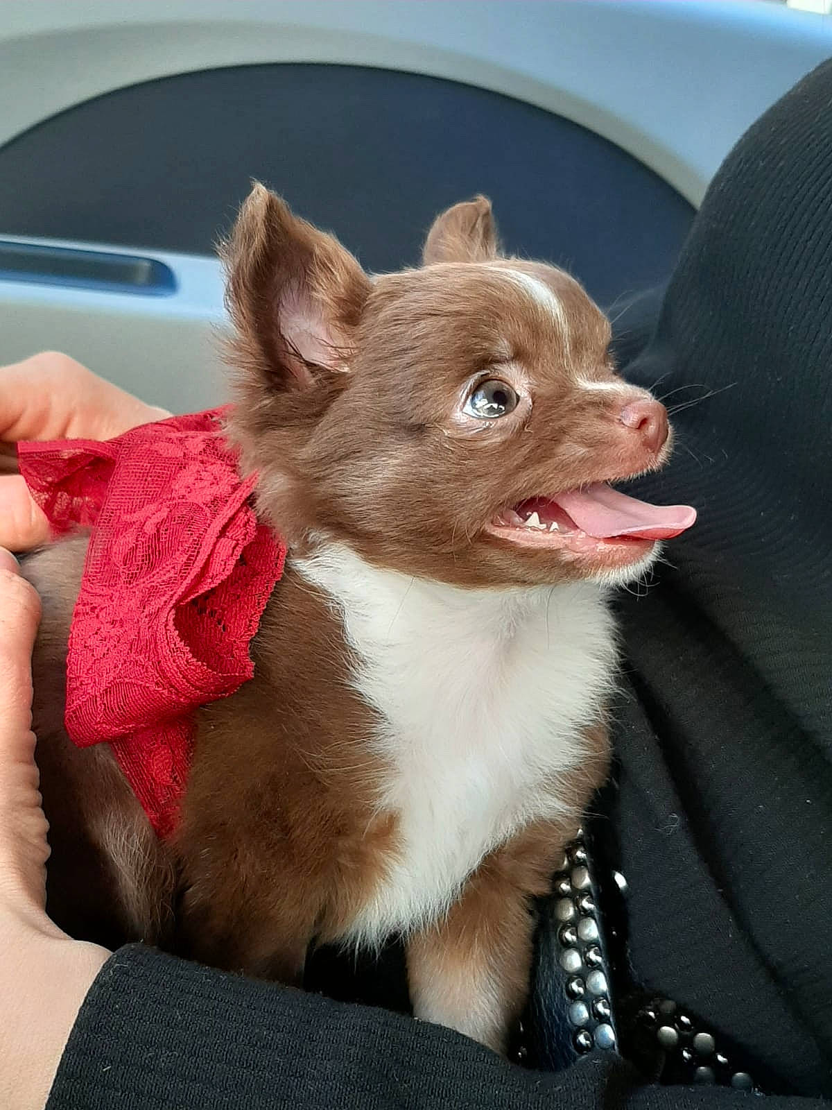 Simone participe au concours pour gagner de l'argent avec cette photo : canidae, carmine, carnivore, collar, comfort, companion_dog, dog, dog_breed, dog_supply, ear, fawn, felidae, fur, liver, snout, sporting_group, terrestrial_animal, toy_dog, whiskers, working_animal