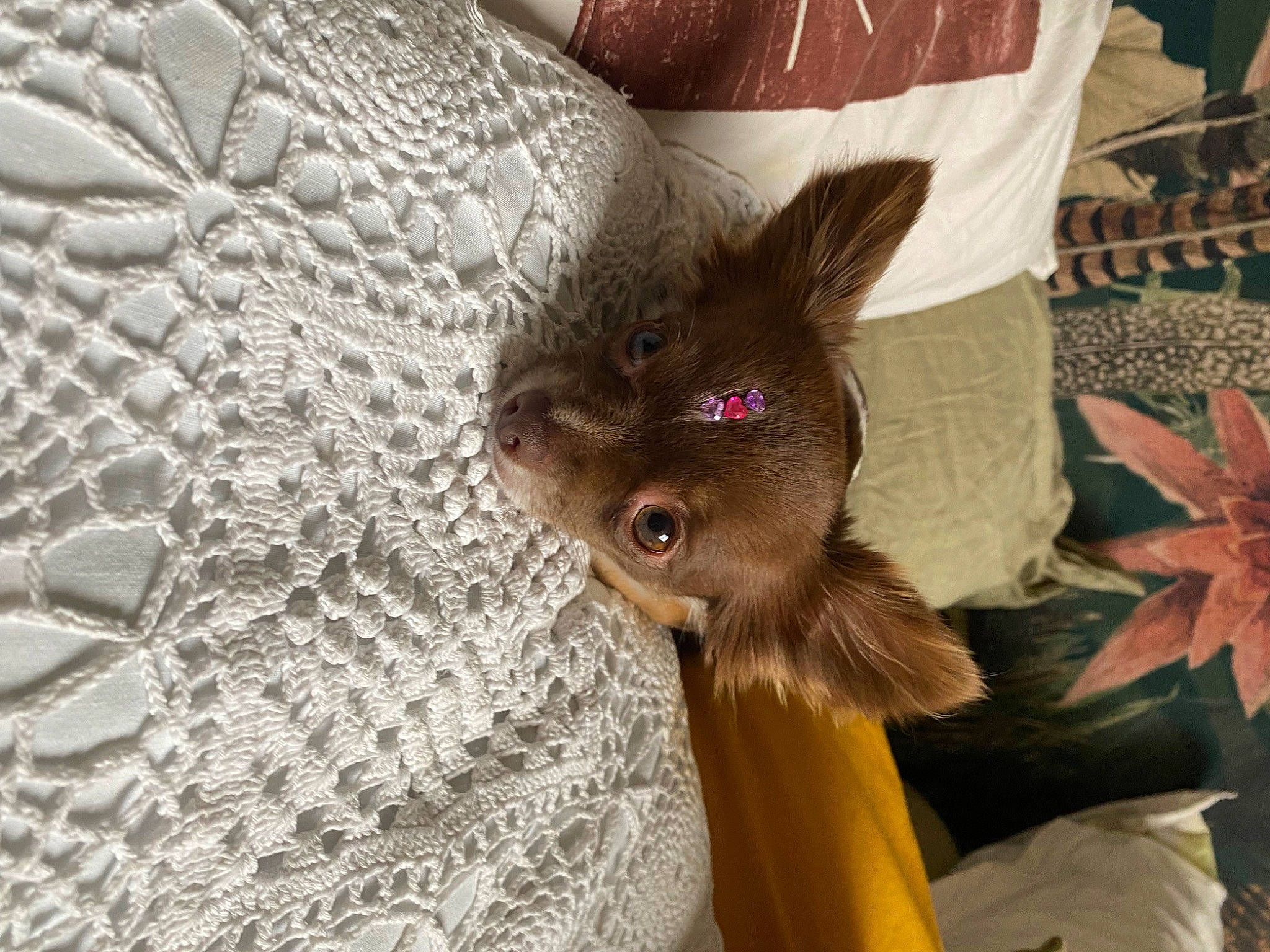 Simone participe au concours pour gagner de l'argent avec cette photo : bat, canidae, carnivore, claw, comfort, dog_breed, fawn, felidae, fur, liver, pattern, paw, small_to_medium_sized_cats, snout, sporting_group, tail, terrestrial_animal, whiskers, wildlife, woven_fabric