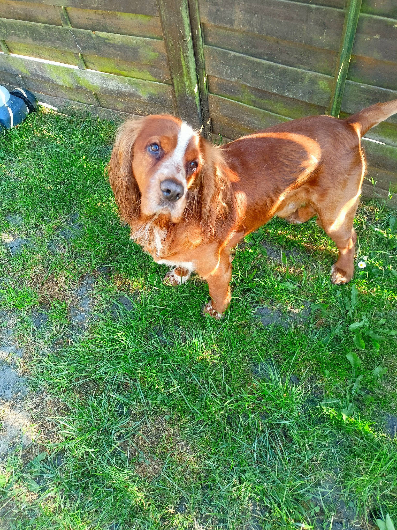 Potter participe au concours pour gagner de l'argent avec cette photo : canidae, carnivore, companion_dog, dog, dog_breed, dog_collar, fawn, fence, grass, gun_dog, hound, hunting_dog, liver, plant, snout, sporting_group, tail, terrestrial_animal, working_animal
