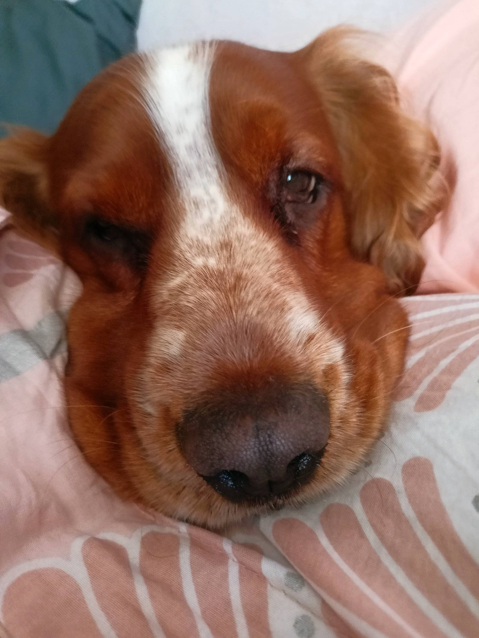 Potter a rejoint le concours — aidez-le/la à gagner de superbes lots ! canidae, carnivore, companion_dog, dog, dog_breed, ear, fawn, fur, gun_dog, hunting_dog, liver, snout, spaniel, sporting_group, terrestrial_animal, whiskers, working_animal