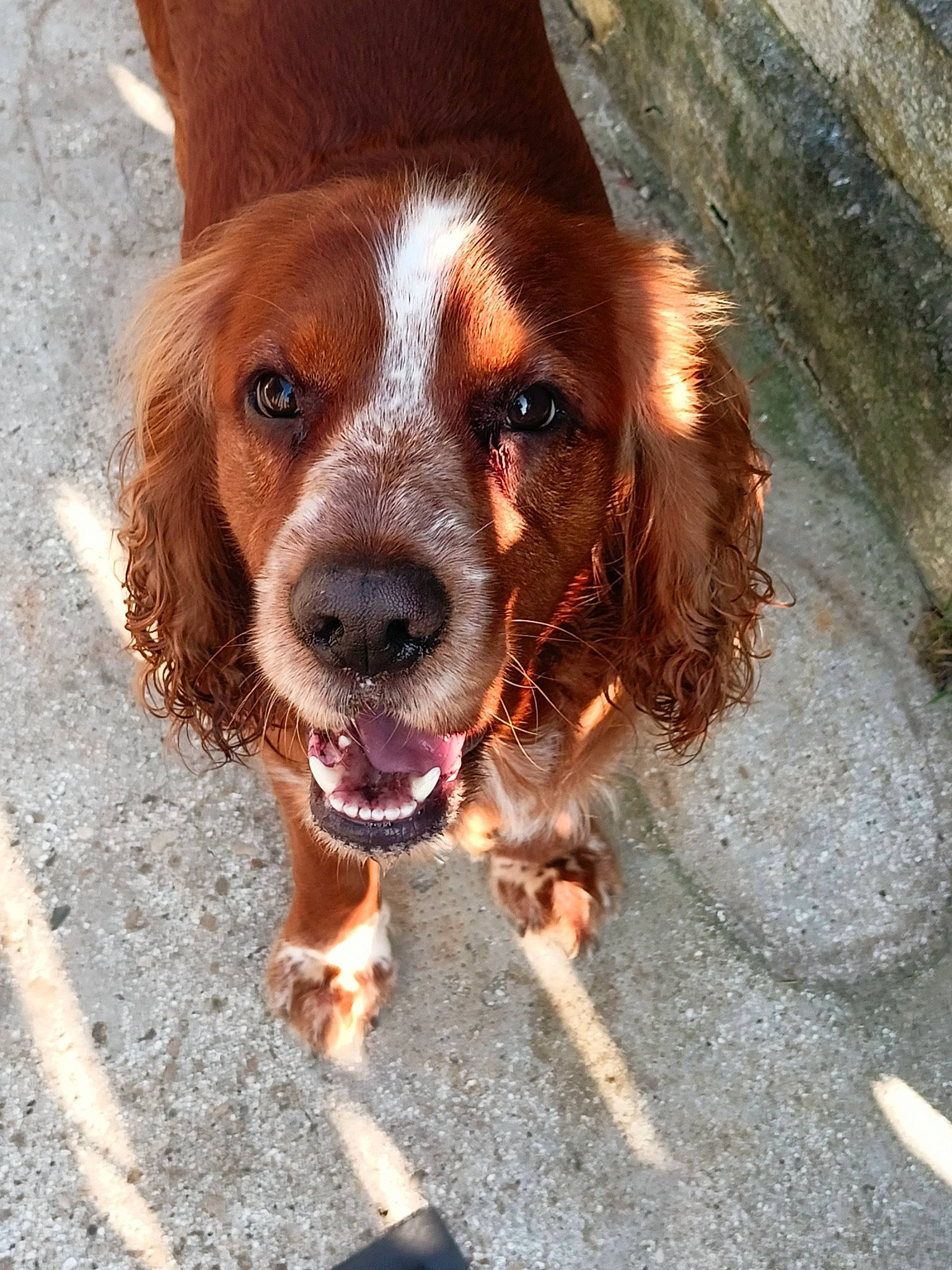 Potter a rejoint le concours — aidez-le/la à gagner de superbes lots ! canidae, carnivore, companion_dog, dog, dog_breed, door, fawn, fur, gun_dog, hunting_dog, liver, road_surface, snout, spaniel, sporting_group, terrestrial_animal, whiskers