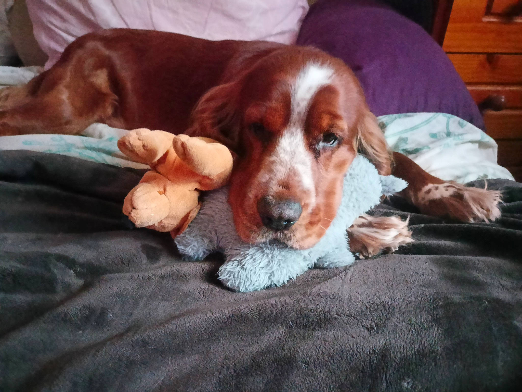 Potter a rejoint le concours — aidez-le/la à gagner de superbes lots ! brittany, cabinetry, canidae, carnivore, comfort, companion_dog, dog, dog_breed, drawer, fur, gun_dog, hardwood, hound, irish_red_and_white_setter, liver, scent_hound, spaniel, sporting_group, terrestrial_animal, wood