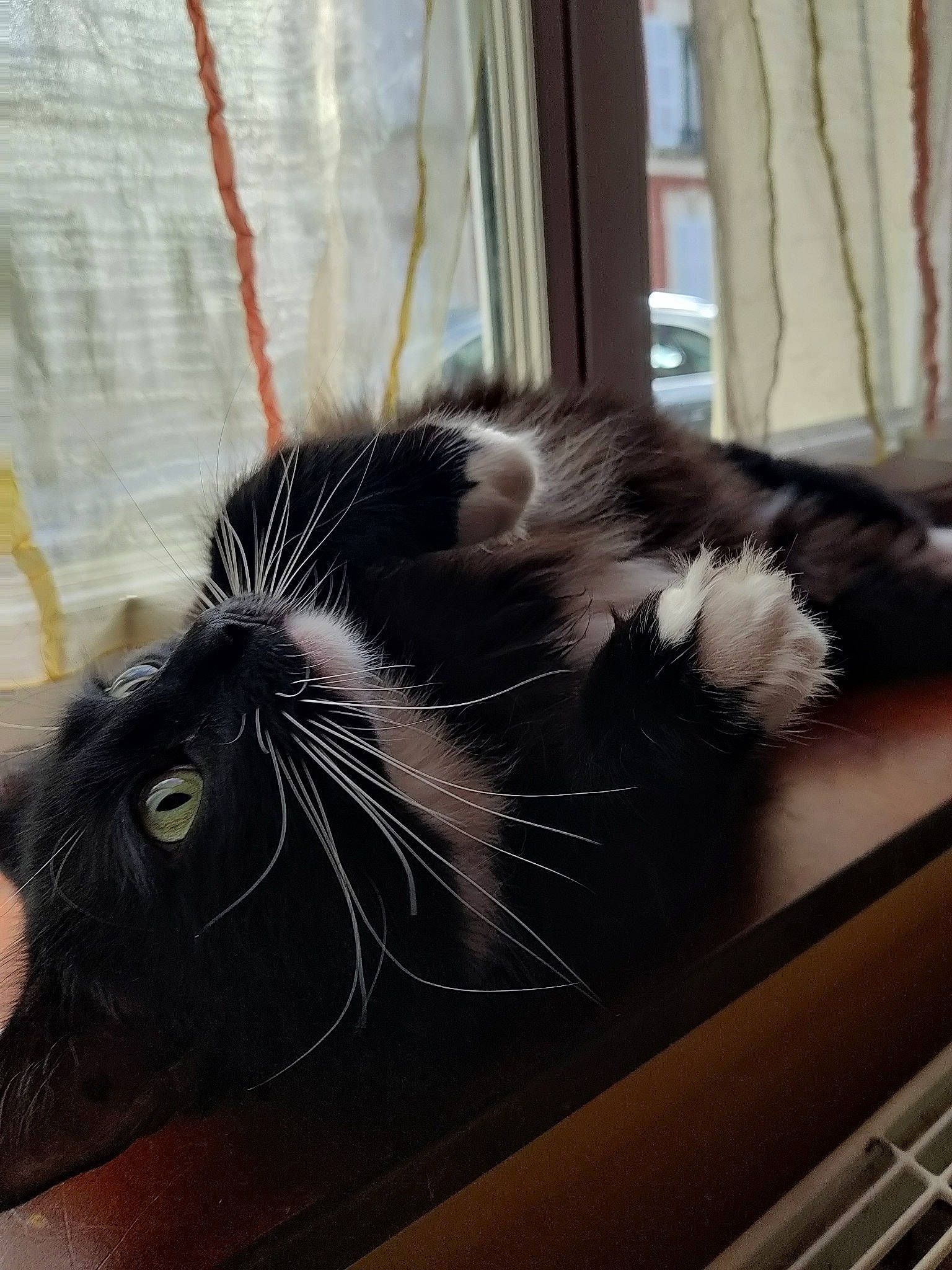 Orion a rejoint le concours — aidez-le/la à gagner de superbes lots ! carnivore, cat, claw, comfort, domestic_short_haired_cat, felidae, foot, fur, mammal, metal, nap, paw, small_to_medium_sized_cats, tail, terrestrial_animal, whiskers, window, windshield