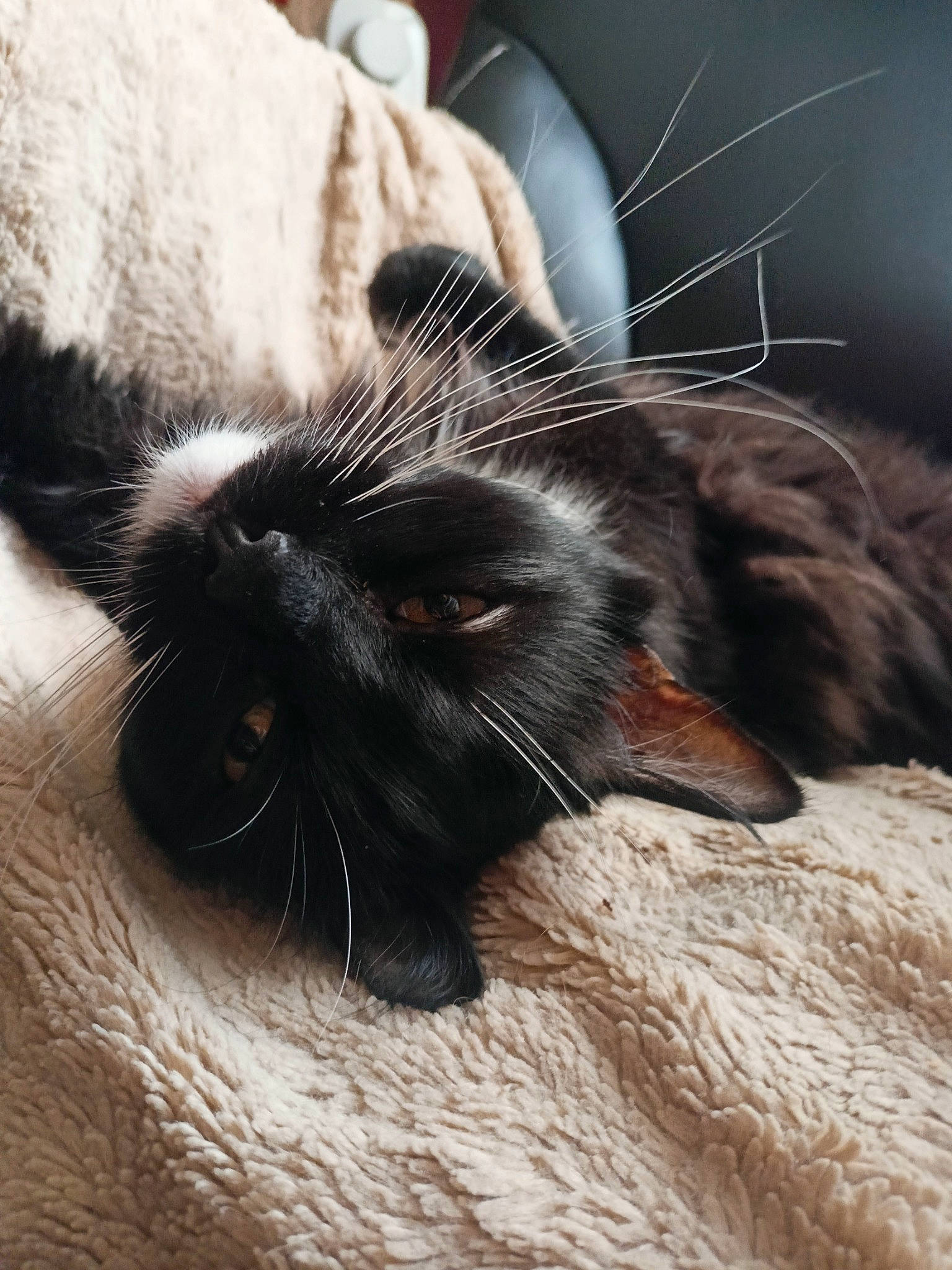 Orion a rejoint le concours — aidez-le/la à gagner de superbes lots ! black_cat, carnivore, cat, claw, comfort, domestic_short_haired_cat, ear, felidae, fur, gesture, hardwood, nap, paw, sleep, small_to_medium_sized_cats, snout, tail, terrestrial_animal, whiskers, wood