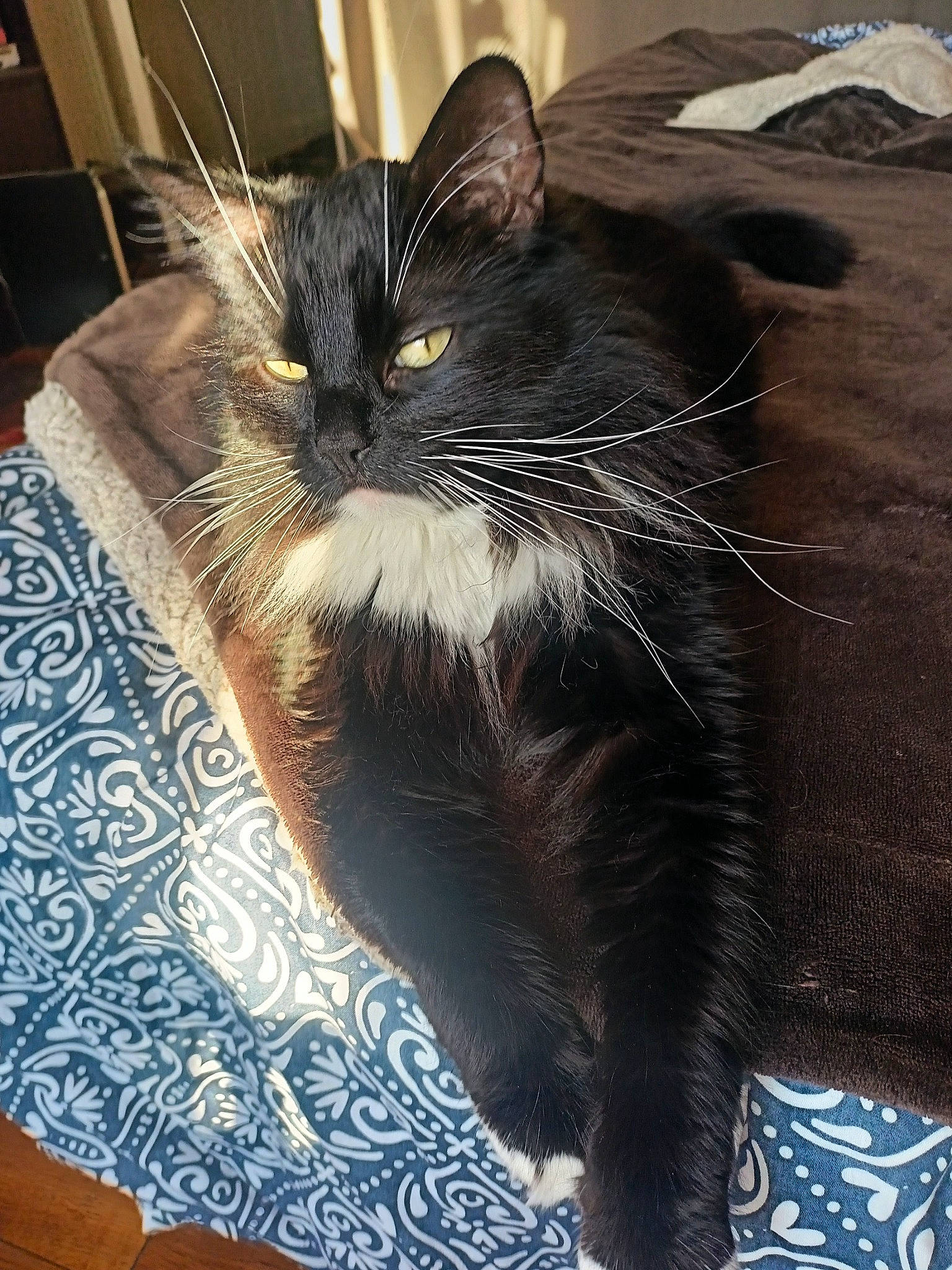 Orion participe au concours pour gagner de l'argent avec cette photo : black_cat, carnivore, cat, claw, comfort, domestic_short_haired_cat, felidae, flooring, fur, metal, paw, sitting, small_to_medium_sized_cats, snout, tail, terrestrial_animal, whiskers