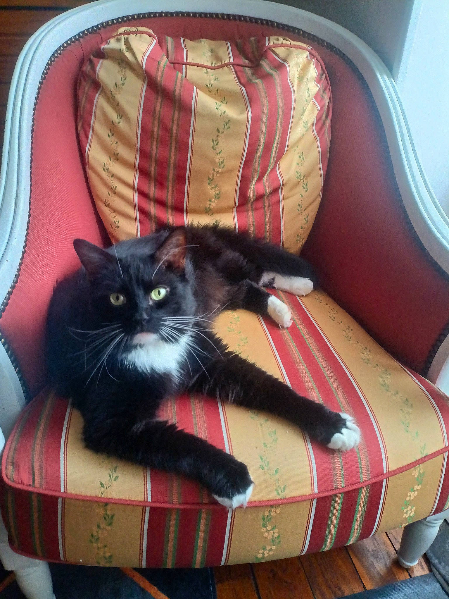 Orion a rejoint le concours — aidez-le/la à gagner de superbes lots ! bag, baggage, black_cat, box, carnivore, cat, cat_supply, chair, comfort, couch, domestic_short_haired_cat, felidae, fur, luggage_and_bags, pattern, sitting, small_to_medium_sized_cats, suitcase, tartan, whiskers