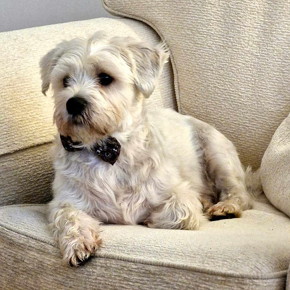 Koda joined the competition — help win amazing prizes! affenpinscher, animal, armchair, canine, chair, couch, cushion, dog, furniture, homedecor, person, pet, pillow, poodle, puppy, sleeping, snout, terrier, white, whitedog