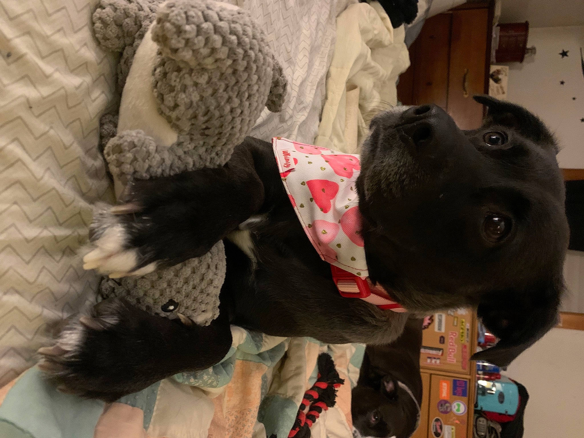 Nova is registered to the contest to win money with this photo: canidae, carnivore, collar, companion_dog, dog, dog_breed, dog_clothes, dog_collar, dog_supply, fashion_accessory, fawn, fur, grey, leash, mammal, pattern, pet_supply, snout, sporting_group, working_animal