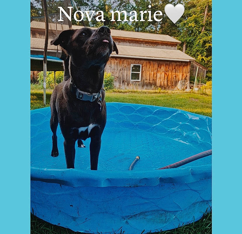 Nova is registered to the contest to win money with this photo: building, canidae, carnivore, collar, companion_dog, dog, dog_breed, dog_collar, dog_supply, electric_blue, fawn, grass, leisure, pet_supply, plant, rectangle, snout, sporting_group, window, working_animal
