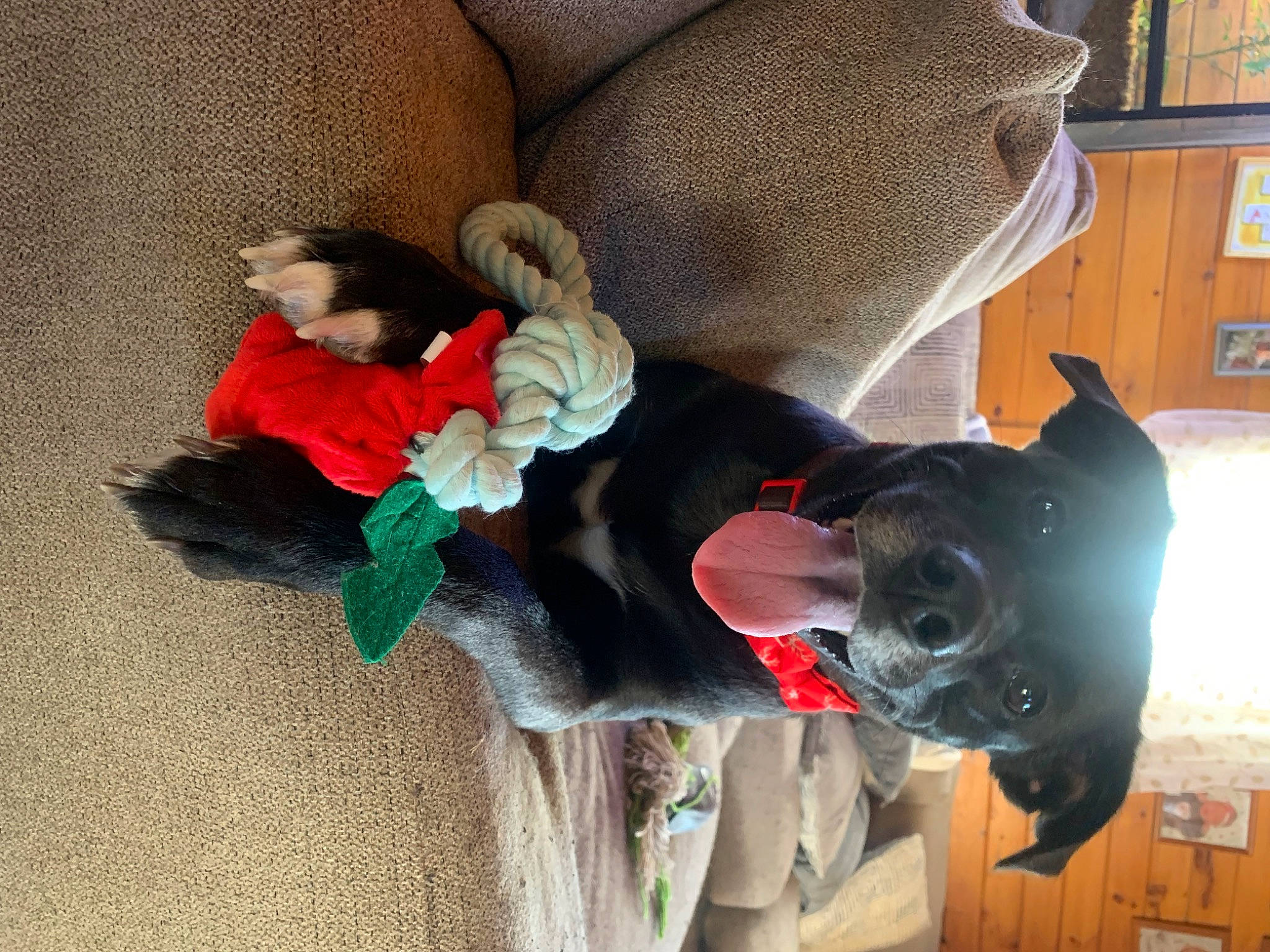 Nova is registered to the contest to win money with this photo: carnivore, comfort, companion_dog, costume_hat, dog, dog_breed, fawn, fictional_character, fur, hat, picture_frame, plant, plush, shelf, stuffed_toy, toy, tree, window, wool, working_animal