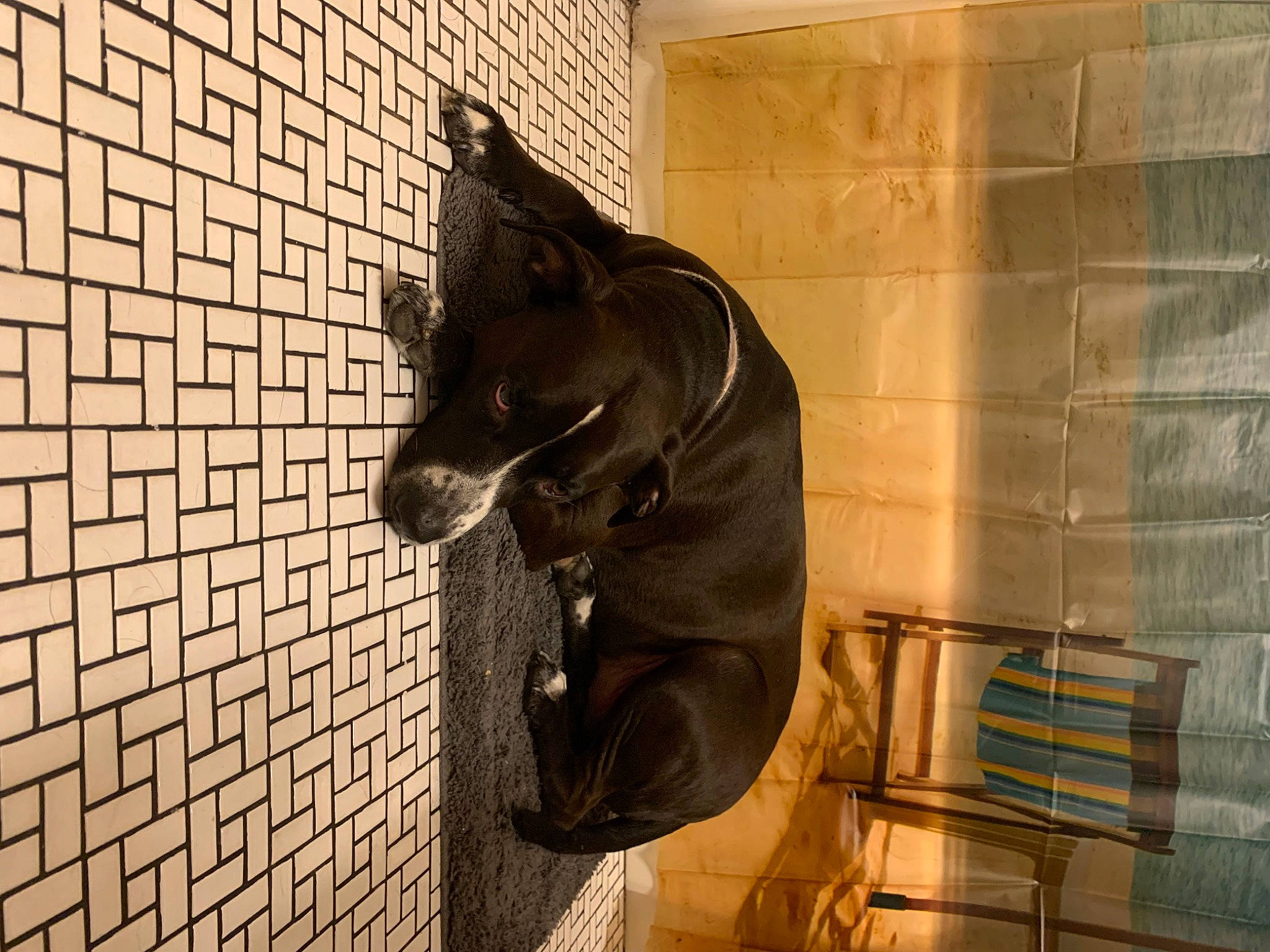 Whiskey is registered to the contest to win money with this photo: art, brick, brickwork, carnivore, dog, dog_breed, felidae, flooring, metal, personal_protective_equipment, room, sculpture, shadow, snout, sporting_group, tail, tints_and_shades, visual_arts, wood, working_animal