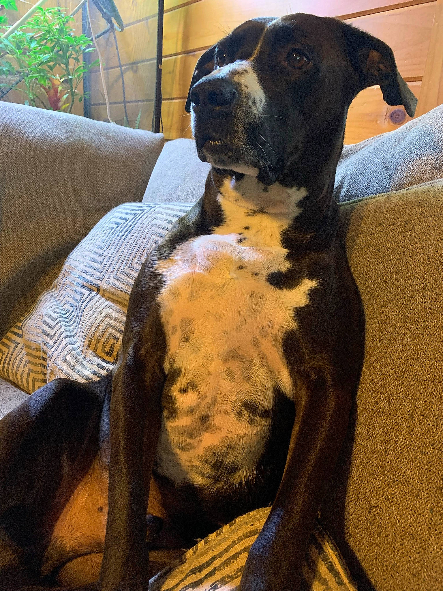 Whiskey is registered to the contest to win money with this photo: canidae, carnivore, comfort, companion_dog, couch, dog, dog_breed, dog_collar, dog_supply, fawn, fur, guard_dog, pet_supply, plant, snout, sporting_group, terrestrial_animal, whiskers, working_animal, working_dog