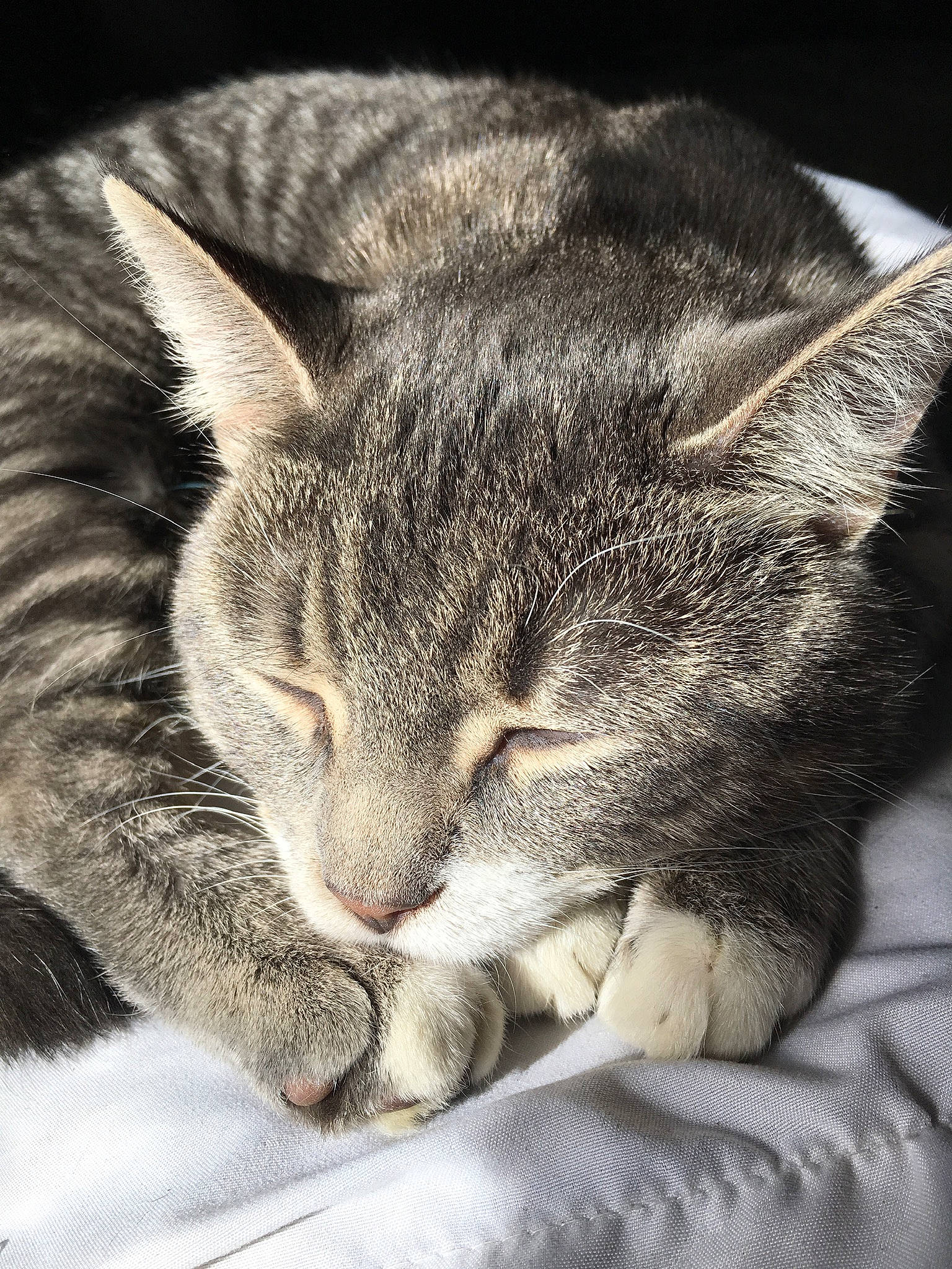 Handsome joined the competition — help win amazing prizes! carnivore, cat, claw, comfort, domestic_short_haired_cat, ear, eye, felidae, fur, grey, mountain, nap, paw, sky, sleep, small_to_medium_sized_cats, snout, square, vertebrate, whiskers