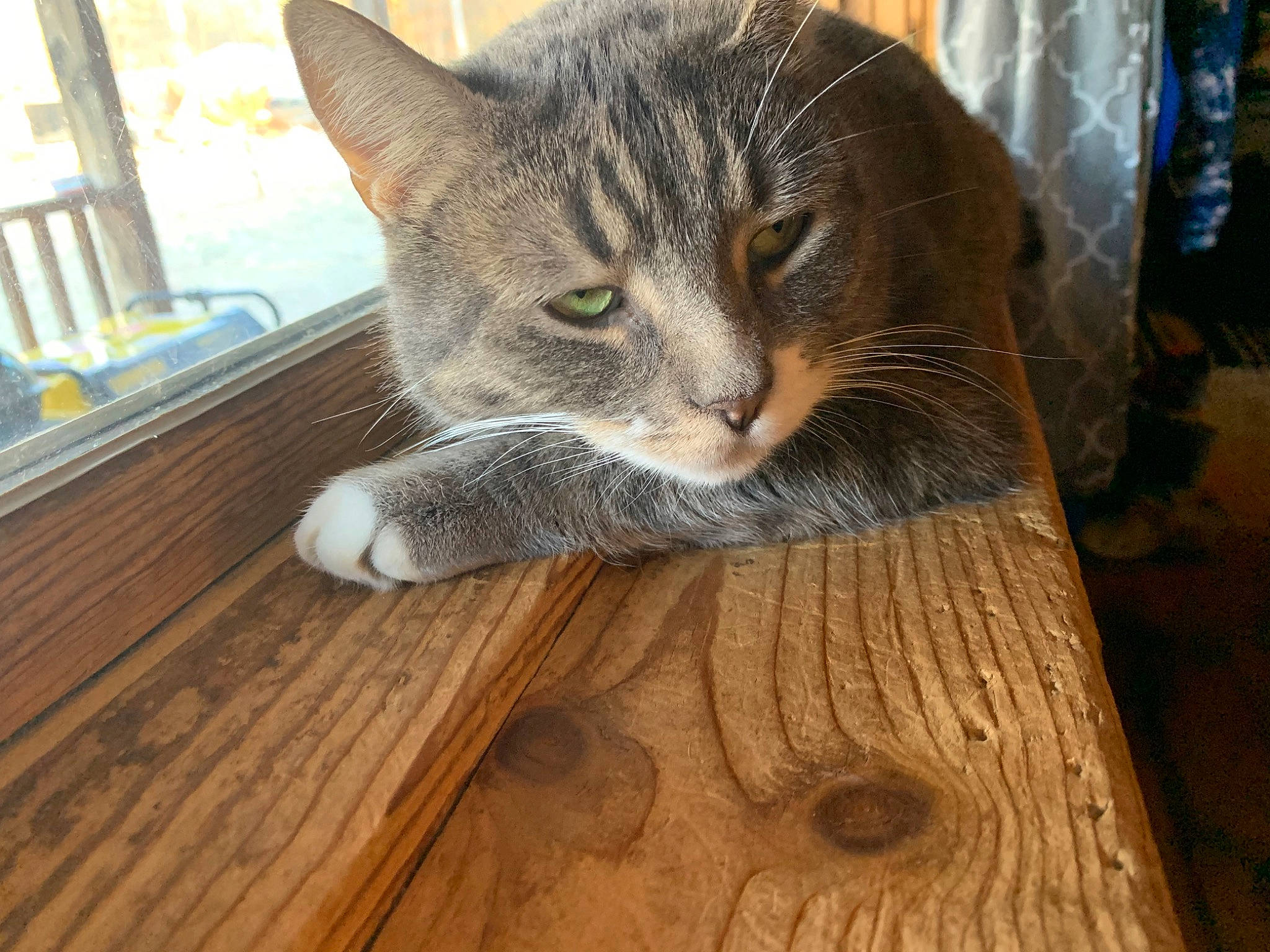 Handsome joined the competition — help win amazing prizes! carnivore, cat, comfort, domestic_short_haired_cat, eye, fawn, felidae, floor, flooring, fur, hardwood, plank, small_to_medium_sized_cats, snout, tail, whiskers, window, wood, wood_flooring, wood_stain