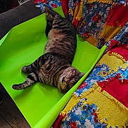 Krooked Paw joined the competition — help win amazing prizes! animal, cat, colorful, comfort, cozy, cute, fluffy, furniture, green_mat, home, indoor, lying_down, patchwork_blanket, pet, relaxed, resting, sleepy, striped, tabby_cat, wooden_floor