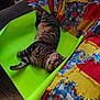 animal, cat, colorful, comfort, cozy, cute, fluffy, furniture, green_mat, home, indoor, lying_down, patchwork_blanket, pet, relaxed, resting, sleepy, striped, tabby_cat, wooden_floor