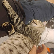 Krooked Paw joined the competition — help win amazing prizes! bedding, belly, blanket, cat, closeup, cozy, fur, human_hand, indoors, nap, owner, paw, pet, pillow, relaxed, sleeping, stripes, tabby_cat, tattoo, whiskers