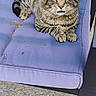 Krooked Paw is registered to the contest to win money with this photo: animal, bench, cat, chair, close_up, concrete, cushion, domestic_cat, fur, green_eyes, outdoor, patio, paws, pet, relaxed, sitting, striped, tabby_cat, upholstery, whiskers