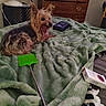 Link is registered to the contest to win money with this photo: bed, bedroom, blanket, box, cozy, dog, dresser, fan, fly_swatter, green_blanket, indoor, medicine_box, paw, pet, small_dog, soft_texture, tongue, wooden_drawer, yawning, yorkshire_terrier