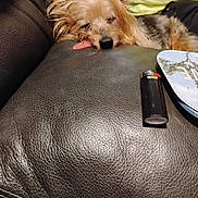 Link is registered to the contest to win money with this photo: arm, close_up, couch, cozy, dog, ears, fur, indoor, leather_couch, lighter, nose, person, pet, pillow, relaxed, resting, sleeping, small_dog, snout, tongue_out