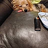 arm, close_up, couch, cozy, dog, ears, fur, indoor, leather_couch, lighter, nose, person, pet, pillow, relaxed, resting, sleeping, small_dog, snout, tongue_out