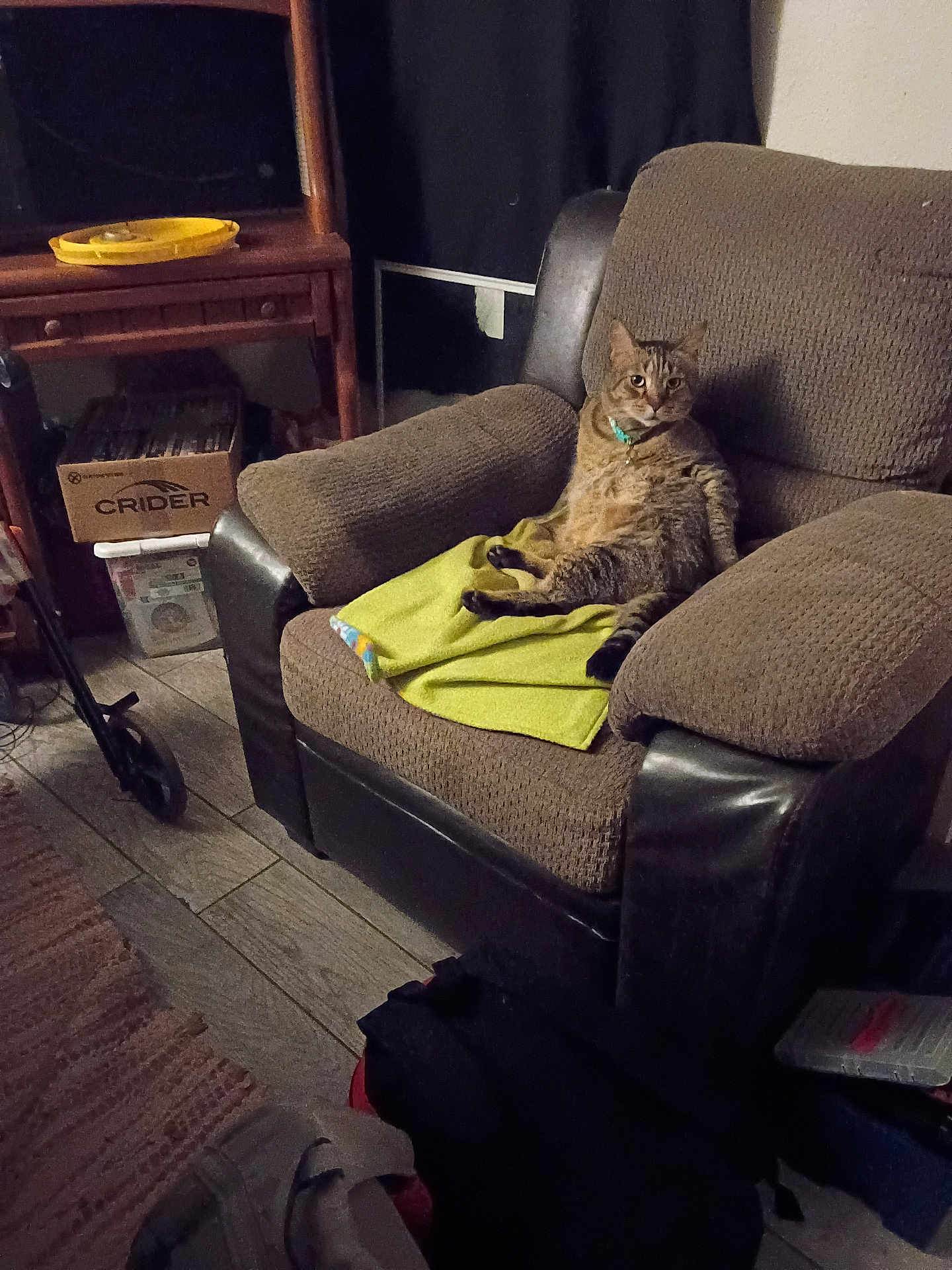 Mr.kitty is registered to the contest to win money with this photo: cat, tabby_cat, armchair, living_room, furniture, blanket, towel, collar, pet, feline, indoor, rug, cardboard_box, shelf, relaxed, sitting, stare, upholstery, wooden_floor, dim_lighting