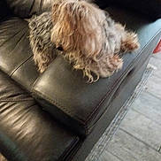 Princess is registered to the contest to win money with this photo: armrest, blurred, brown, couch, cozy, dog, fur, head, home, indoor, leather, living_room, motion_blur, paw, pet, relaxed, resting, sitting, small_dog, tile_floor