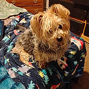 Princess is registered to the contest to win money with this photo: dog, small_dog, scruffy, curly_fur, blanket, patterned_blanket, indoor, dresser, storage_boxes, bedroom, curious, pet, fur, animal, cozy, carpet, furniture, resting, looking_away, colorful