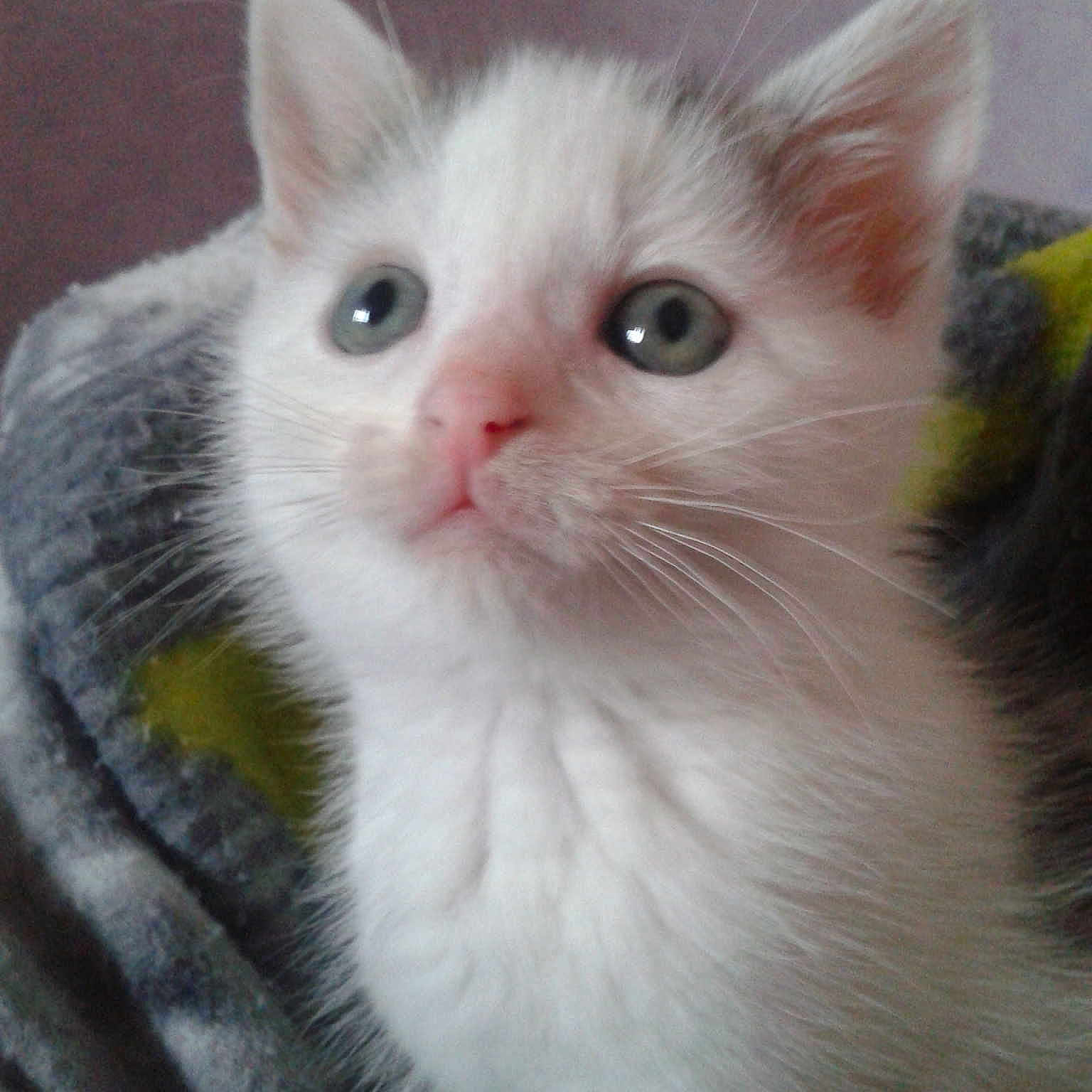 Pistache