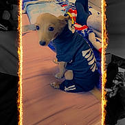 Bruno joined the competition — help win amazing prizes! animal, baby, canine, clothing, cream, dessert, dog, envelope, face, greetingcard, head, hosiery, hound, mail, person, pet, photography, portrait, puppy, sock