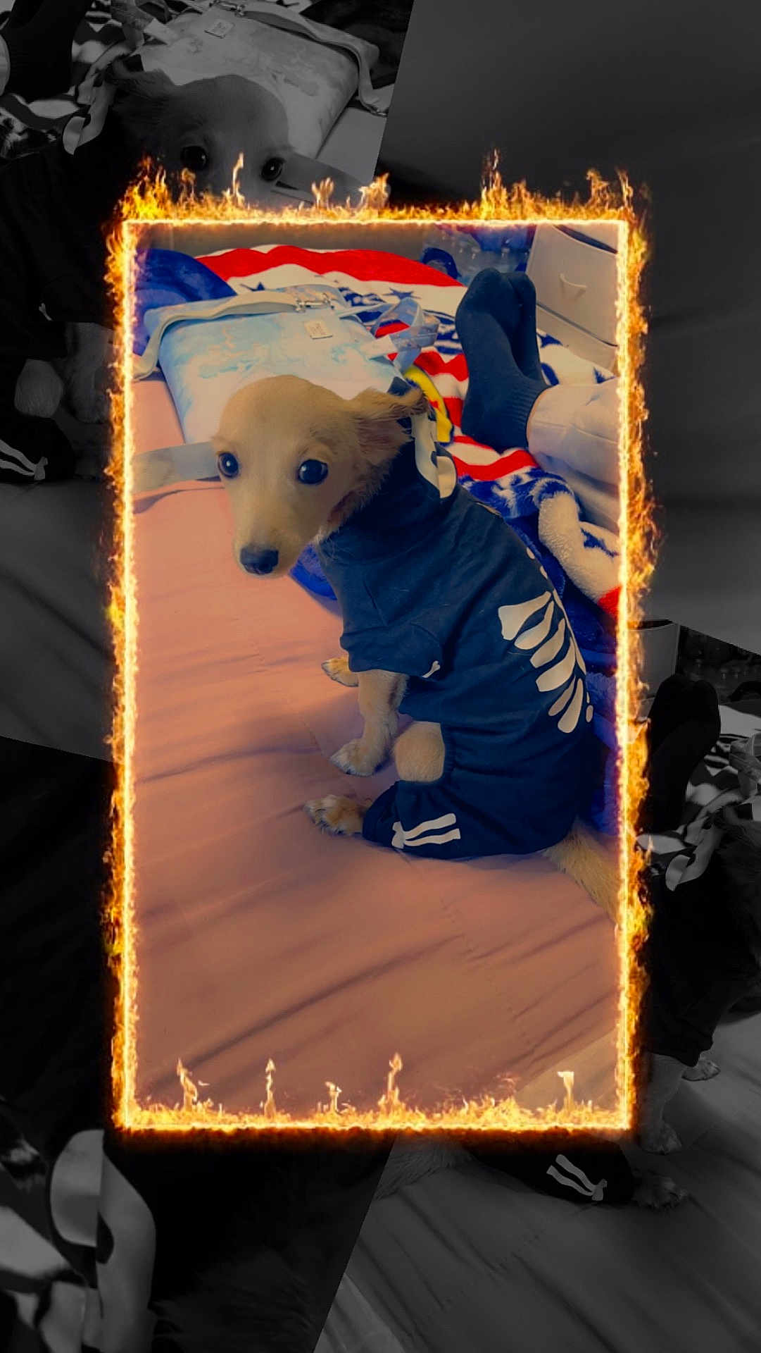 Bruno joined the competition — help win amazing prizes! animal, baby, canine, clothing, cream, dessert, dog, envelope, face, greetingcard, head, hosiery, hound, mail, person, pet, photography, portrait, puppy, sock