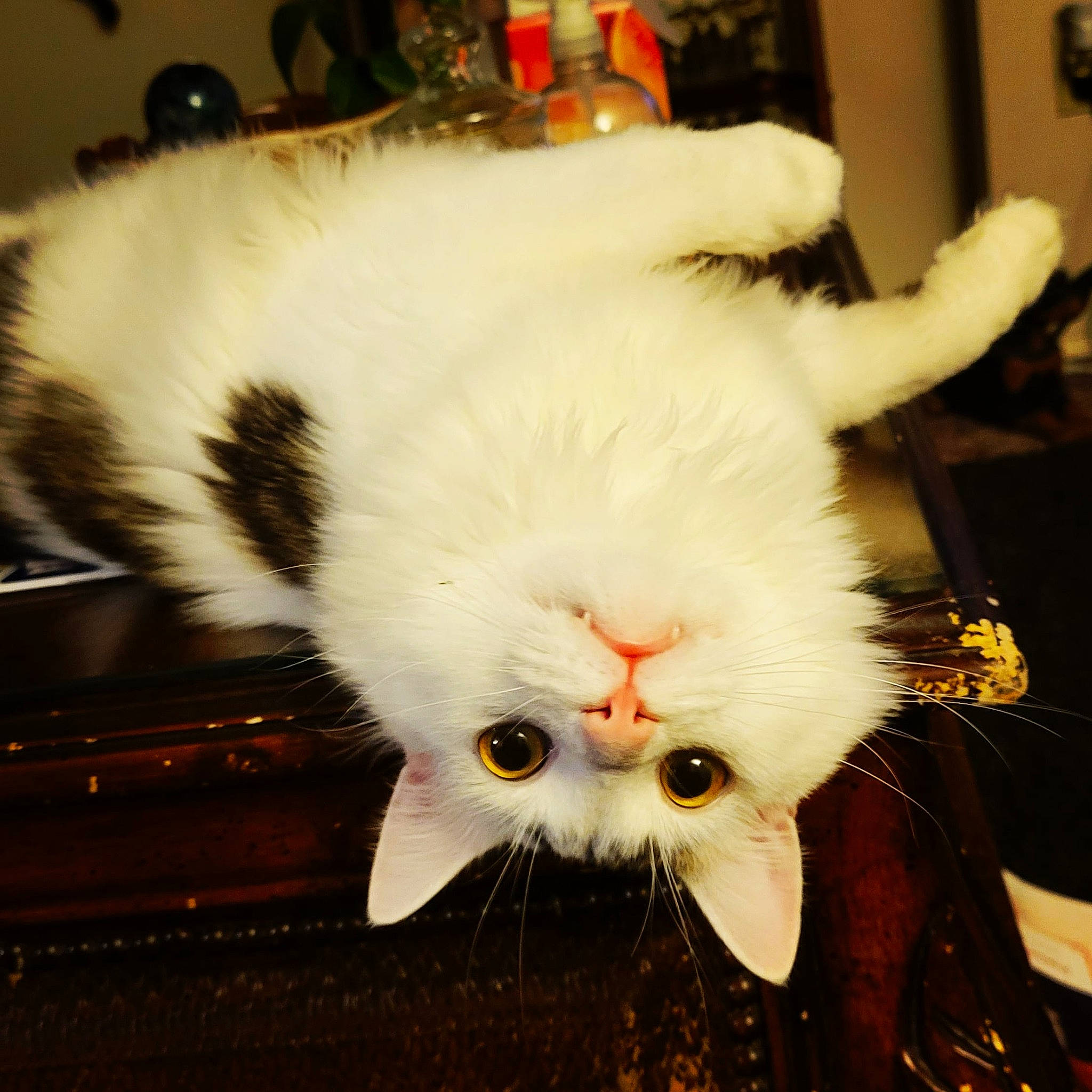 Noba is registered to the contest to win money with this photo: carnivore, cat, claw, comfort, domestic_short_haired_cat, eye, fang, felidae, fur, paw, small_to_medium_sized_cats, snout, tail, terrestrial_animal, whiskers