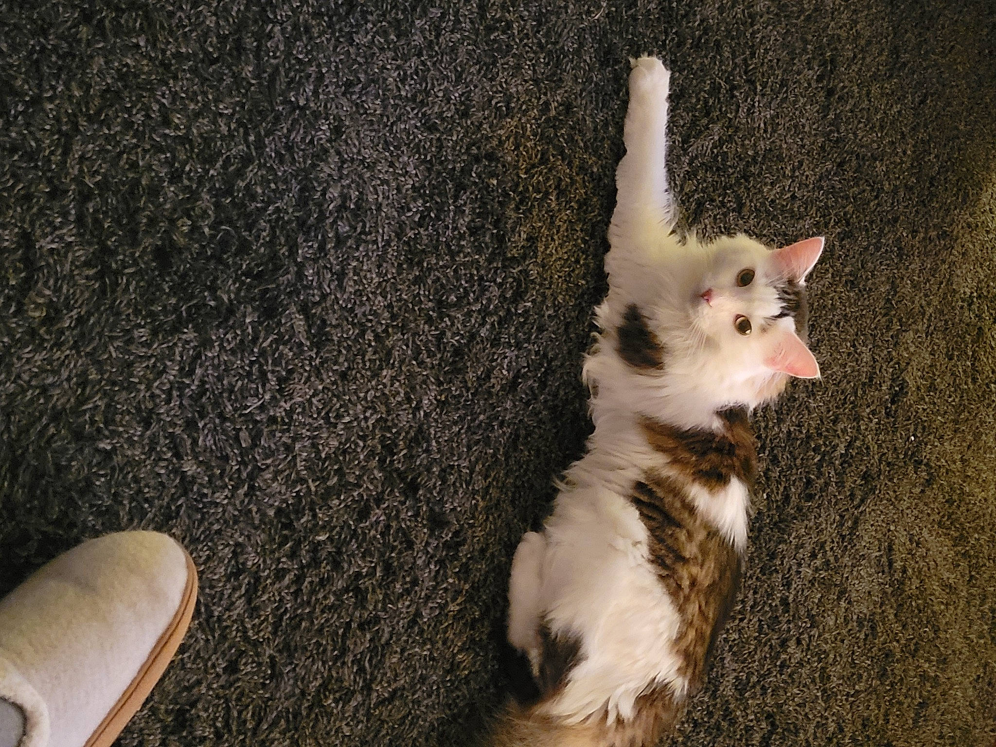 Noba is registered to the contest to win money with this photo: carnivore, cat, claw, domestic_short_haired_cat, fawn, felidae, foot, fur, gesture, grass, human_leg, nail, paw, plant, small_to_medium_sized_cats, tail, terrestrial_animal, whiskers, wood